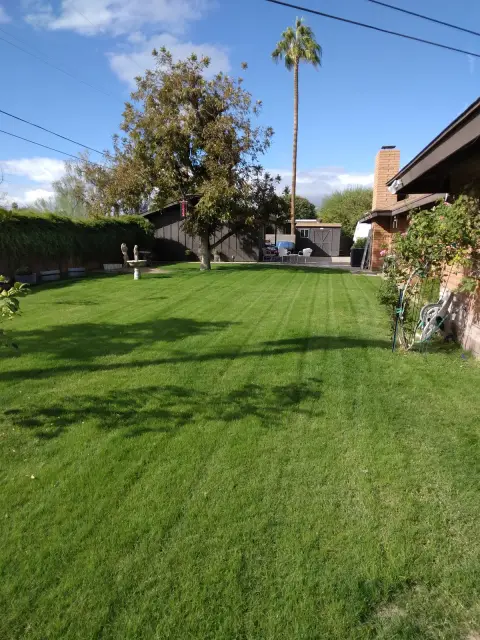 Thick green lawn with palm trees along the back fence