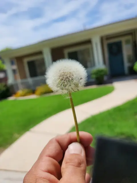 A dandelion seed head held up in front of a green lawn