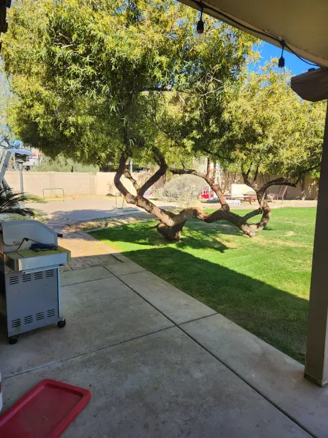 Back patio and lawn with mature trees overhead