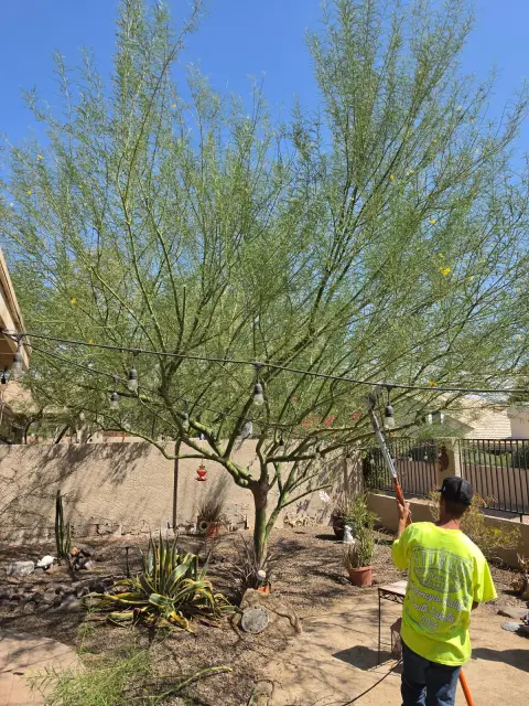 Crew member in a hi-vis shirt working under a palo verde tree