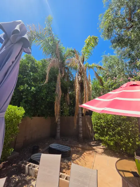 Shaded back patio with an umbrella and palms overhead