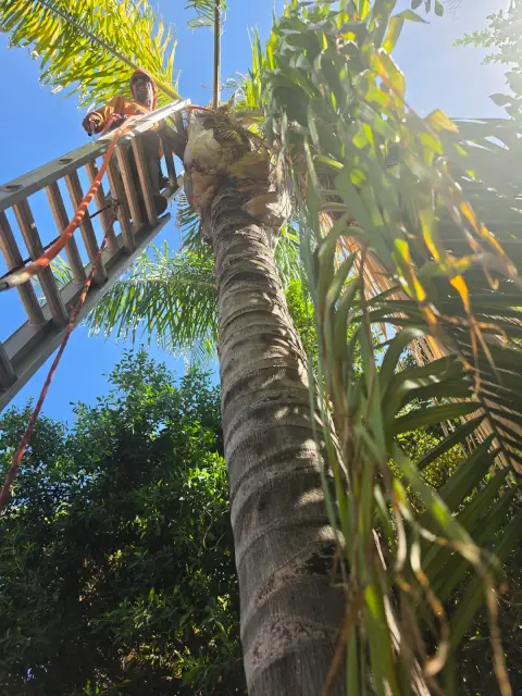 Ladder set against a palm tree being trimmed